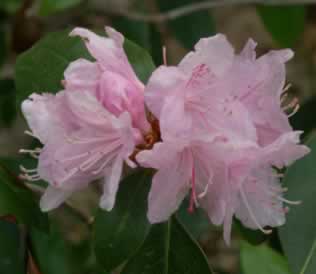 Pioneer Silvery Pink